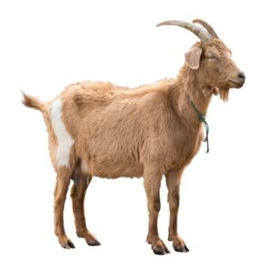 Goat / Sheep Supplies