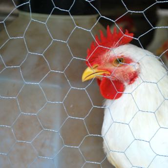 chicken coop