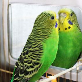 bird mirror