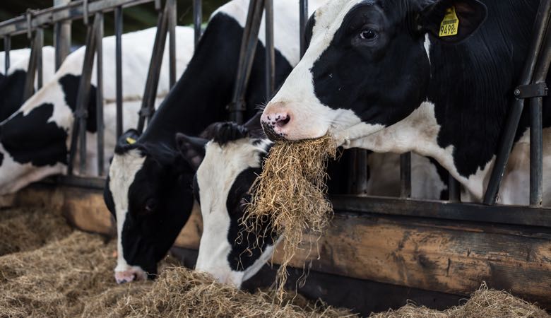 cows eating