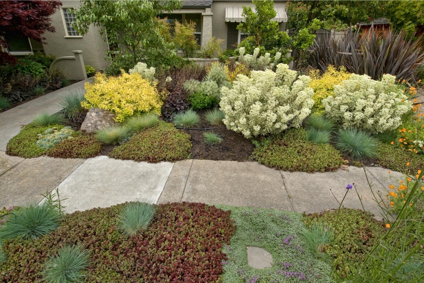 Herb Ground Cover: Easy Mulch Alternative