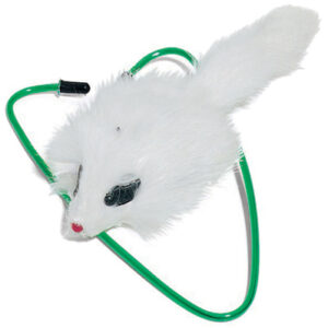 Cat Toys