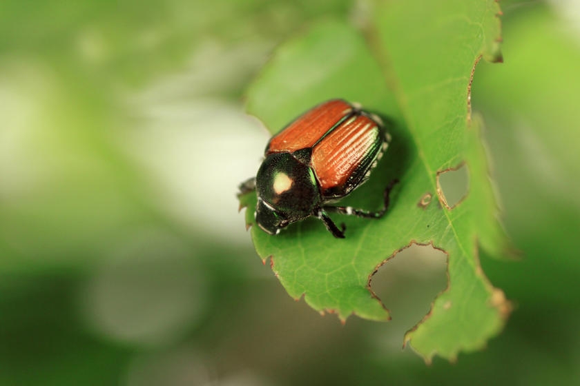 Control Garden Pests