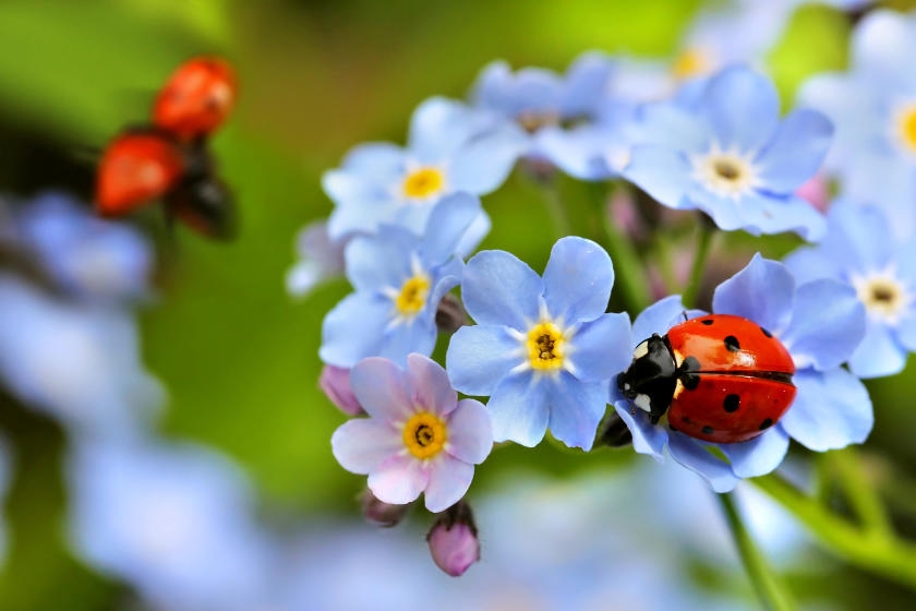 What are “Good” Garden Bugs & How to Attract Them
