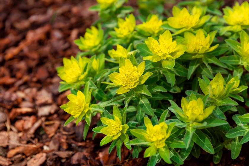 How to Fertilize & Mulch Your Garden