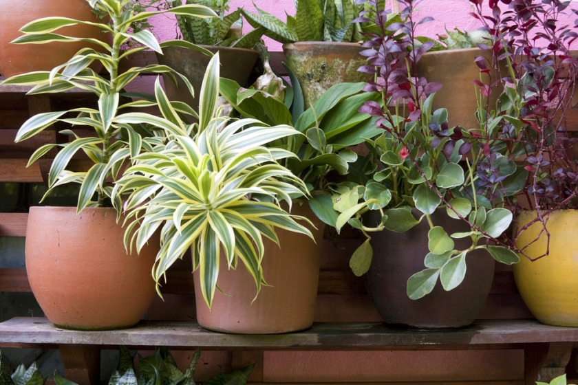 How to Plant a Container Garden