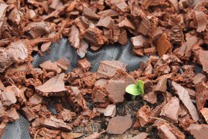 Alternative Mulch Landscaping Ideas