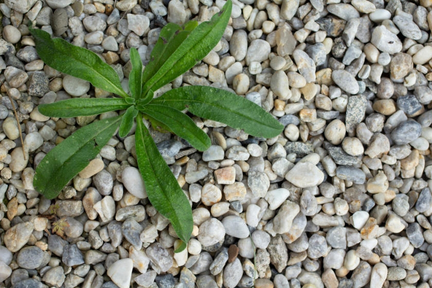 Control Weeds in Gravel and Paved Areas